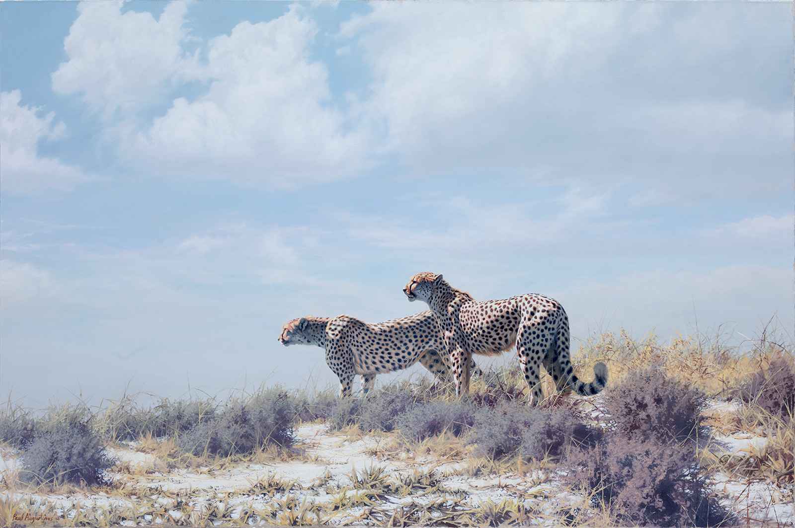 A Paul Augustinus painting of  two cheetah nervously scanning their suroundings on a sandy ridge in desert scenery