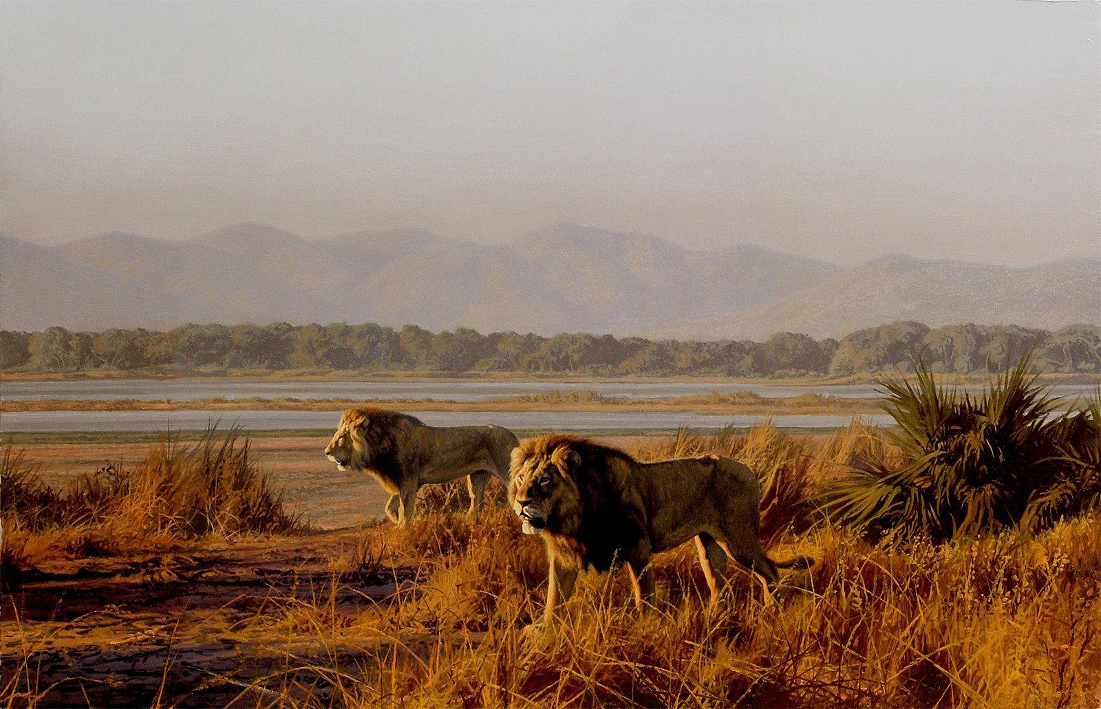A Paul Augustinus painting of two lions walking along the high bank of a tranquil looking Zambezi River river in the evening