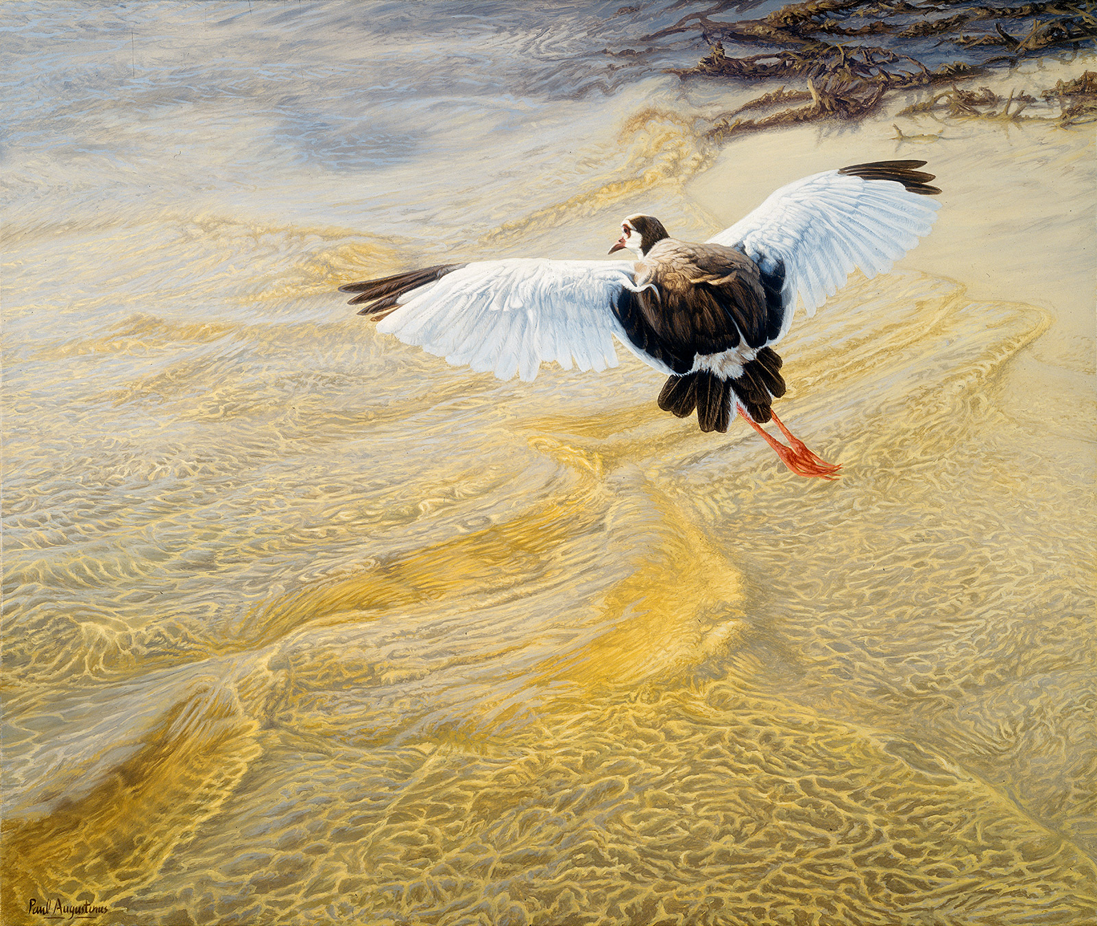 A Paul Augustinus painting of a plover winging it's way across a crystal clear Okavango stream