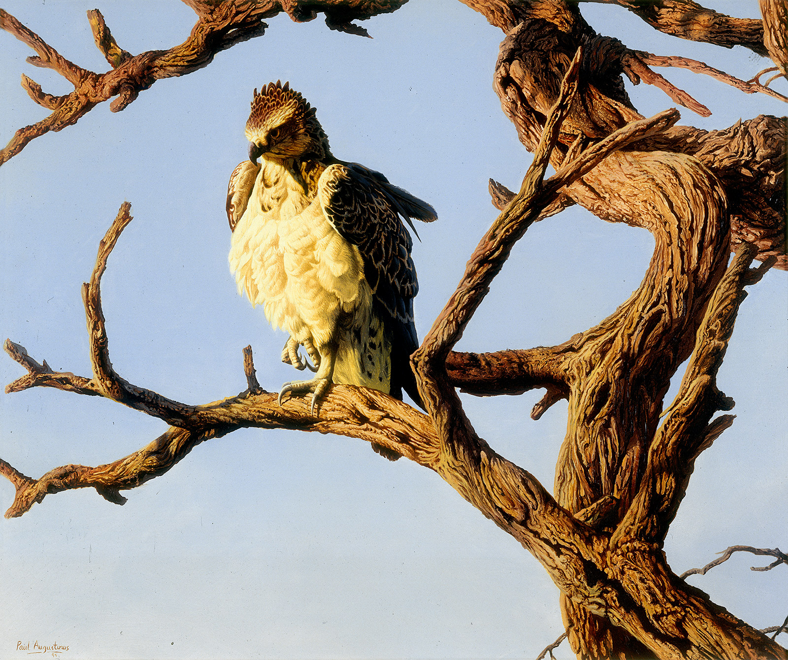 A Paul Augustinus painting of  a Martial eagle sunning itself in the morning sun at Savuti in Botswana