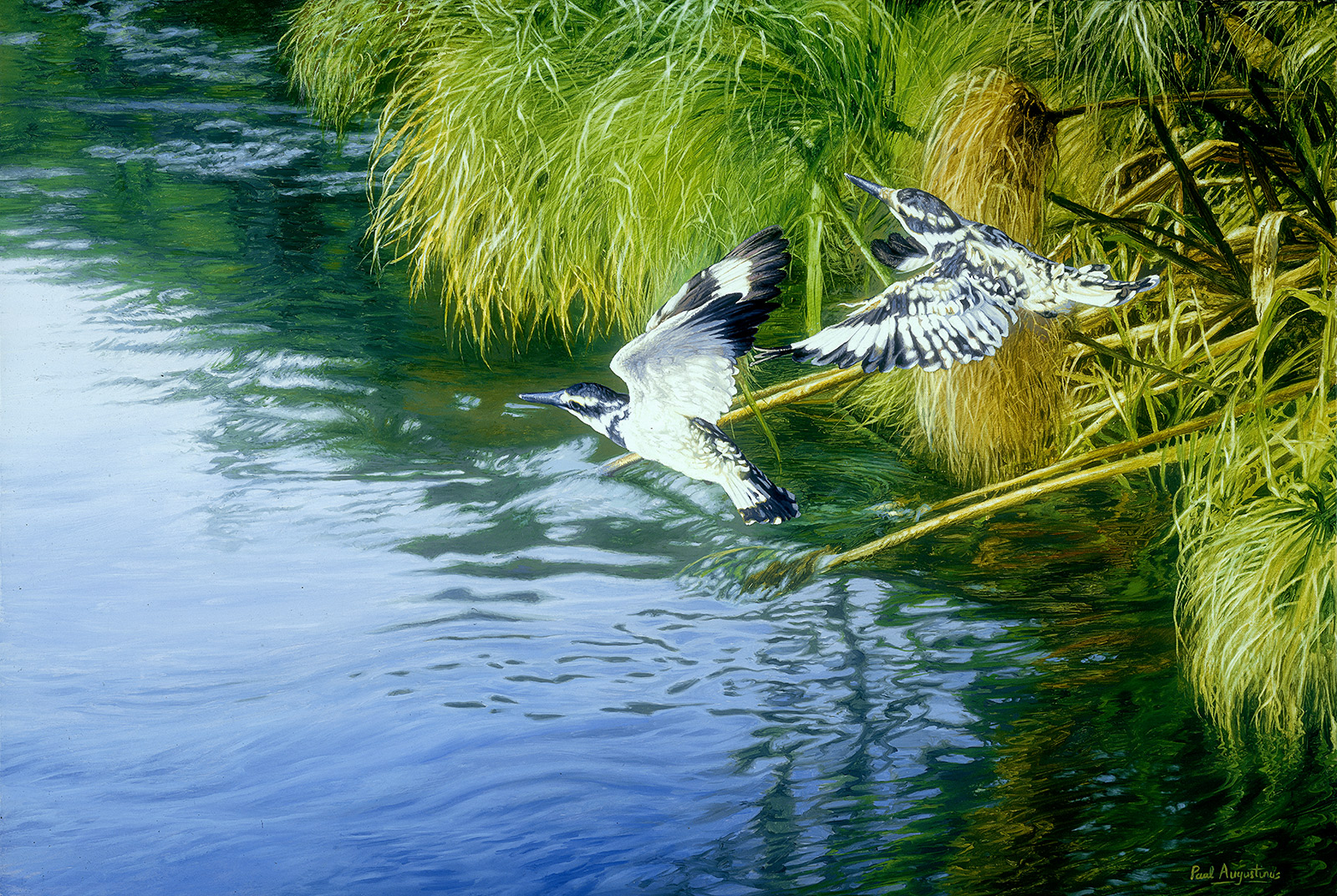 A Paul Augustinus painting of 2 Pied Kingfisher birds flying over a crystal clear Okavango stream in the Chitabe area of the Okavavgo