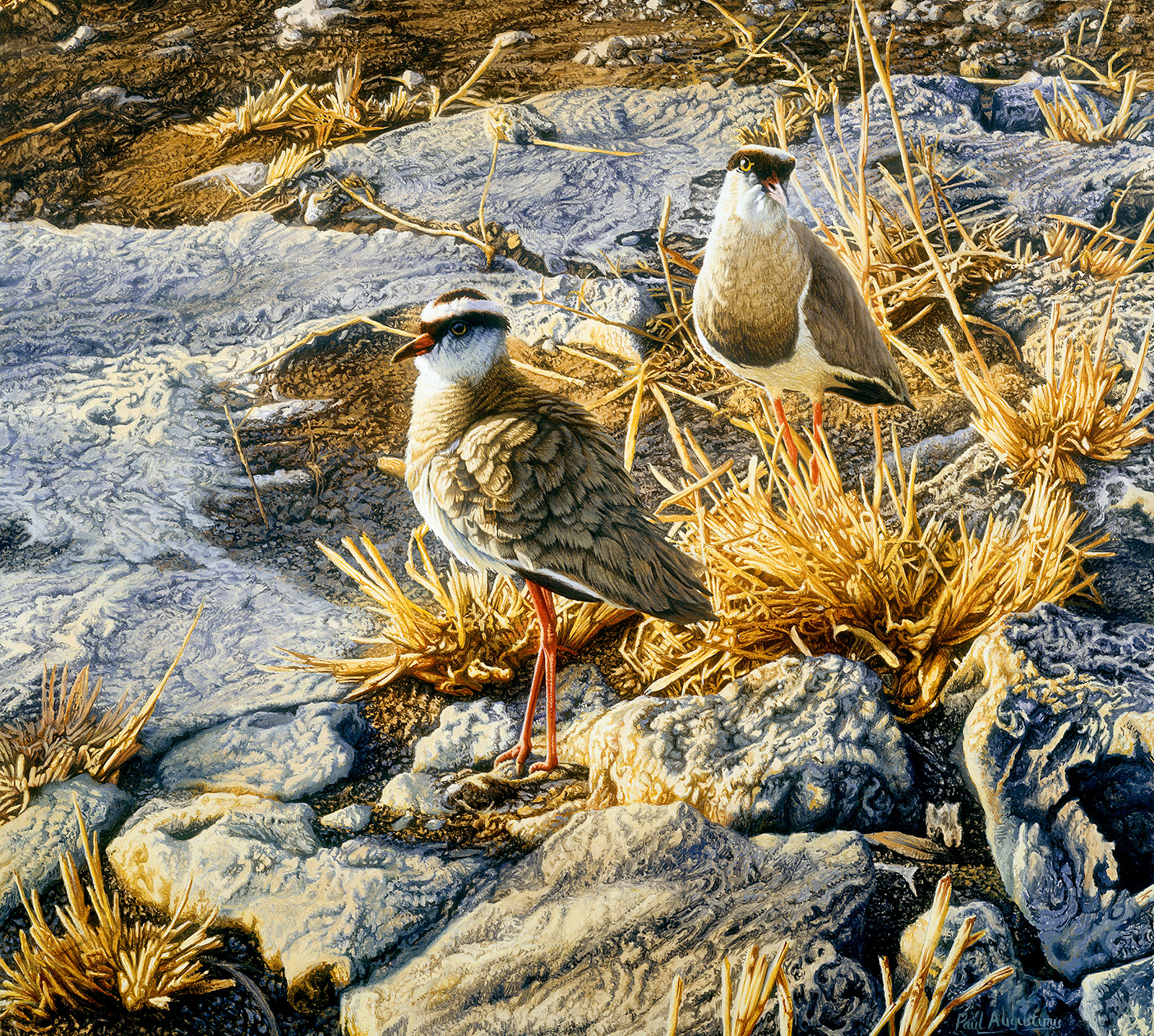 A Paul Augustinus painting of two plovers on rocky ground in the Chobe at Serondella in Botswana