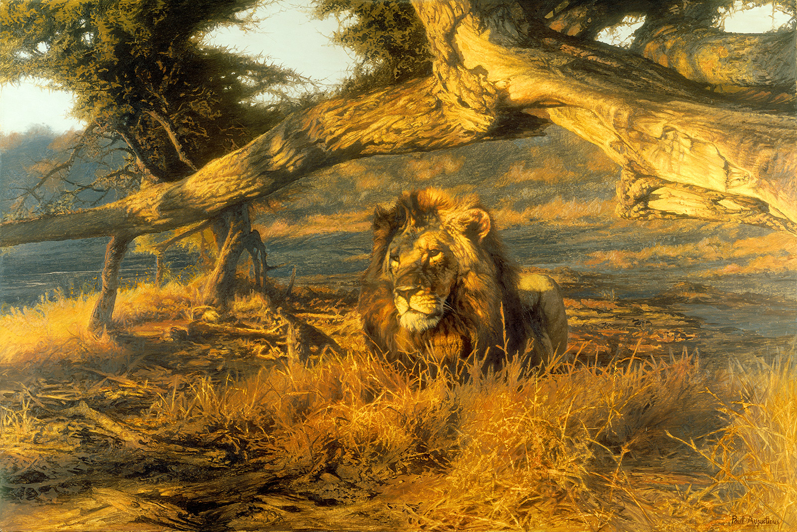 A Paul Augustinus painting of a male lion resting under a thorn tree in the Chobe National Park, Botswana, bathed in the yellow light of an evening sun 