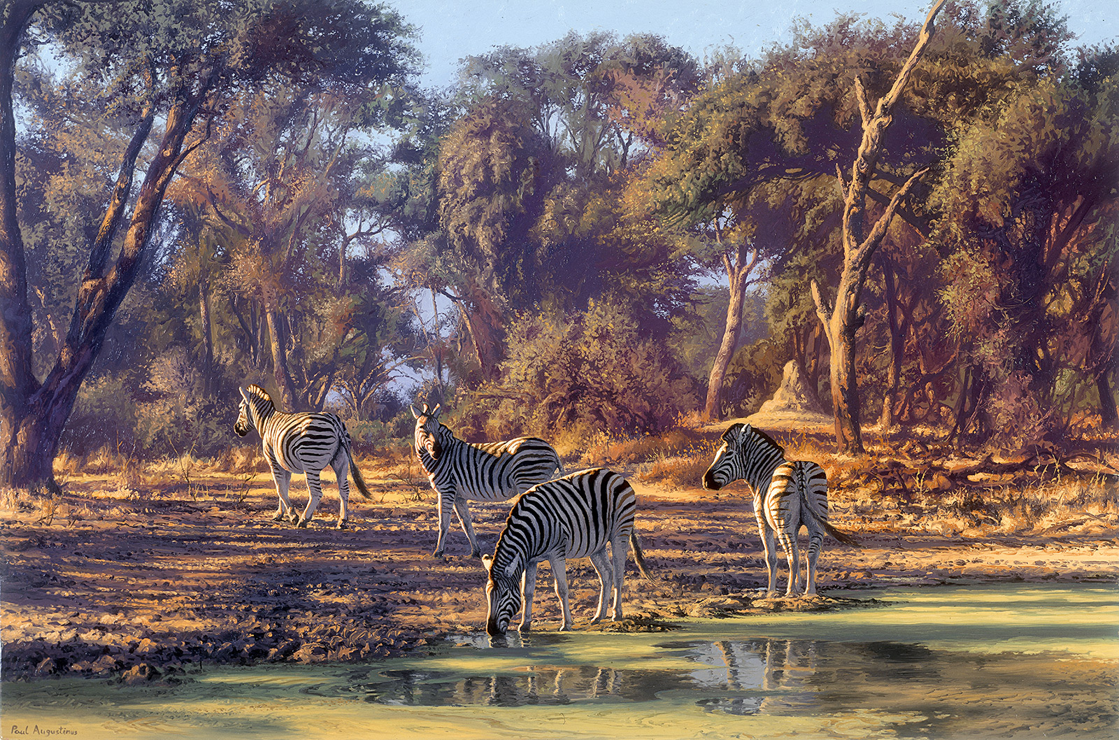 A Paul Augustinus painting of zebras drinking from a waterhole in the Linyanti forests in Northern Botswana