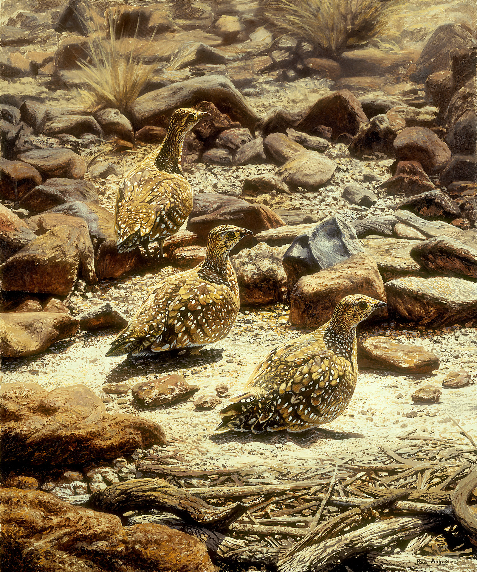 A Paul Augustinus painting of several sandgrouse in the rocky habitat of Damaraland in Namibia 