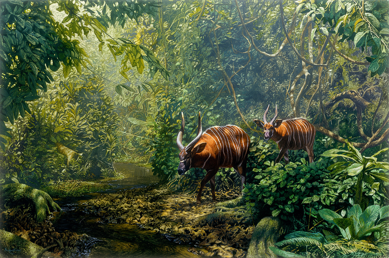 A Paul Augustinus painting of two bongo antelope in the Ndoki rainforest of the Congo 