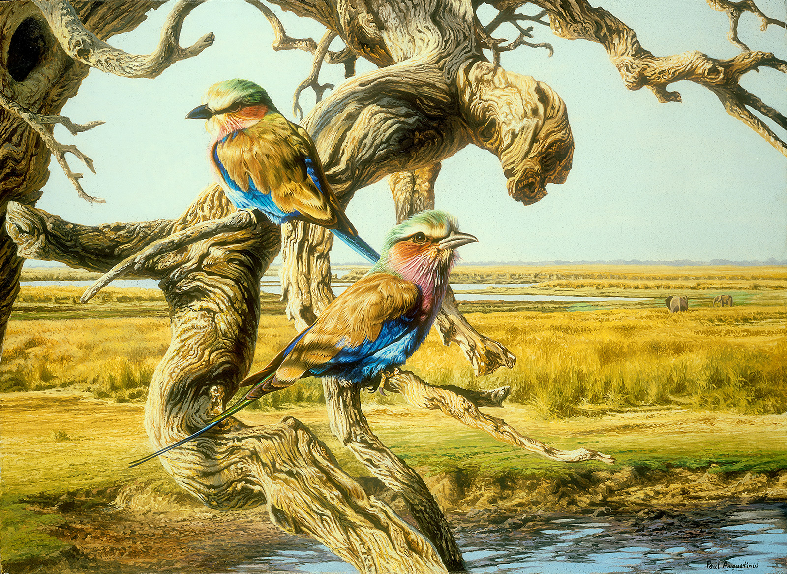 A Paul Augustinus painting of two Lilac Breasted Rollers on a branch overlooking the Chobe River floodplains in Botswana 