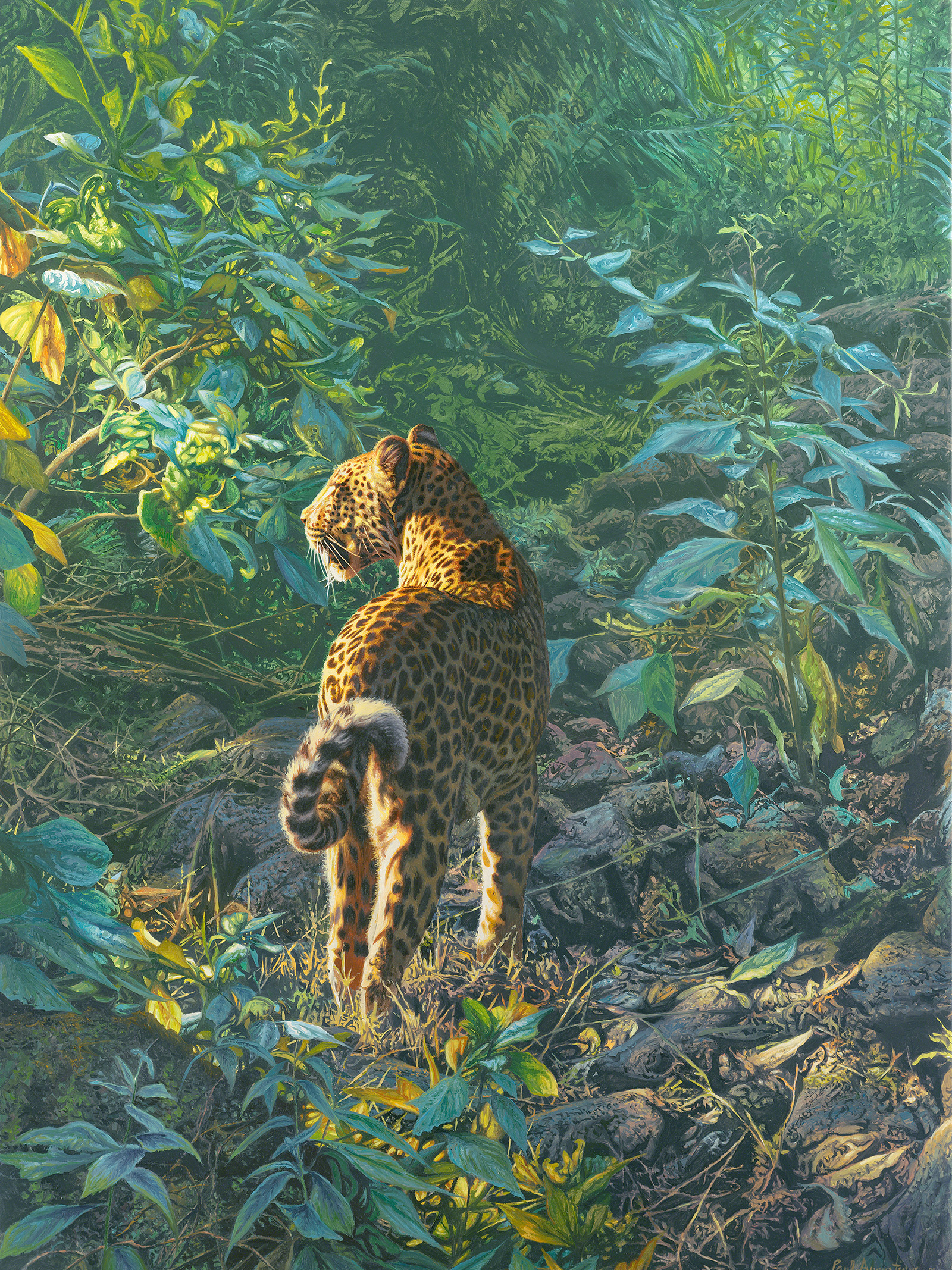 A Paul Augustinus painting of a leopard caught in the evening light at Bandhavgarh in India