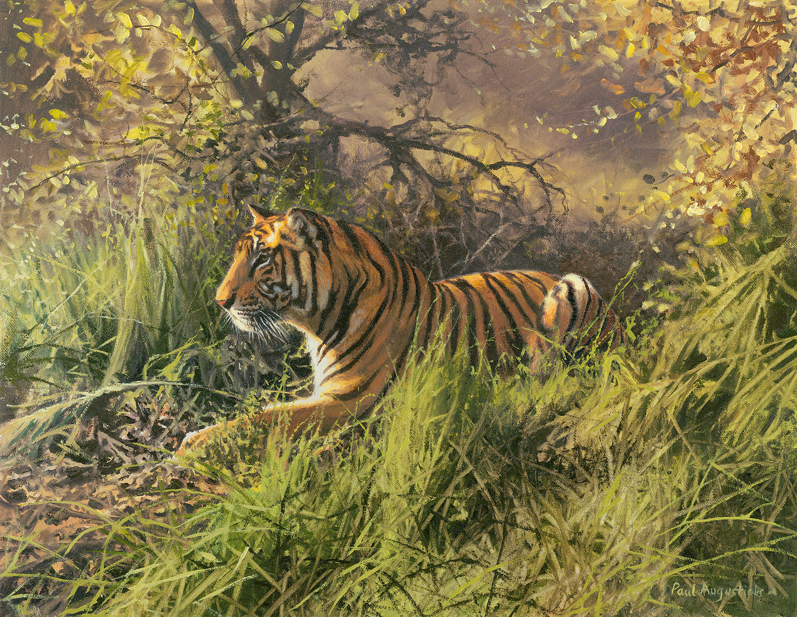 A Paul Augustinus painting of a tiger resting in the shade in Bandhavgarh in India