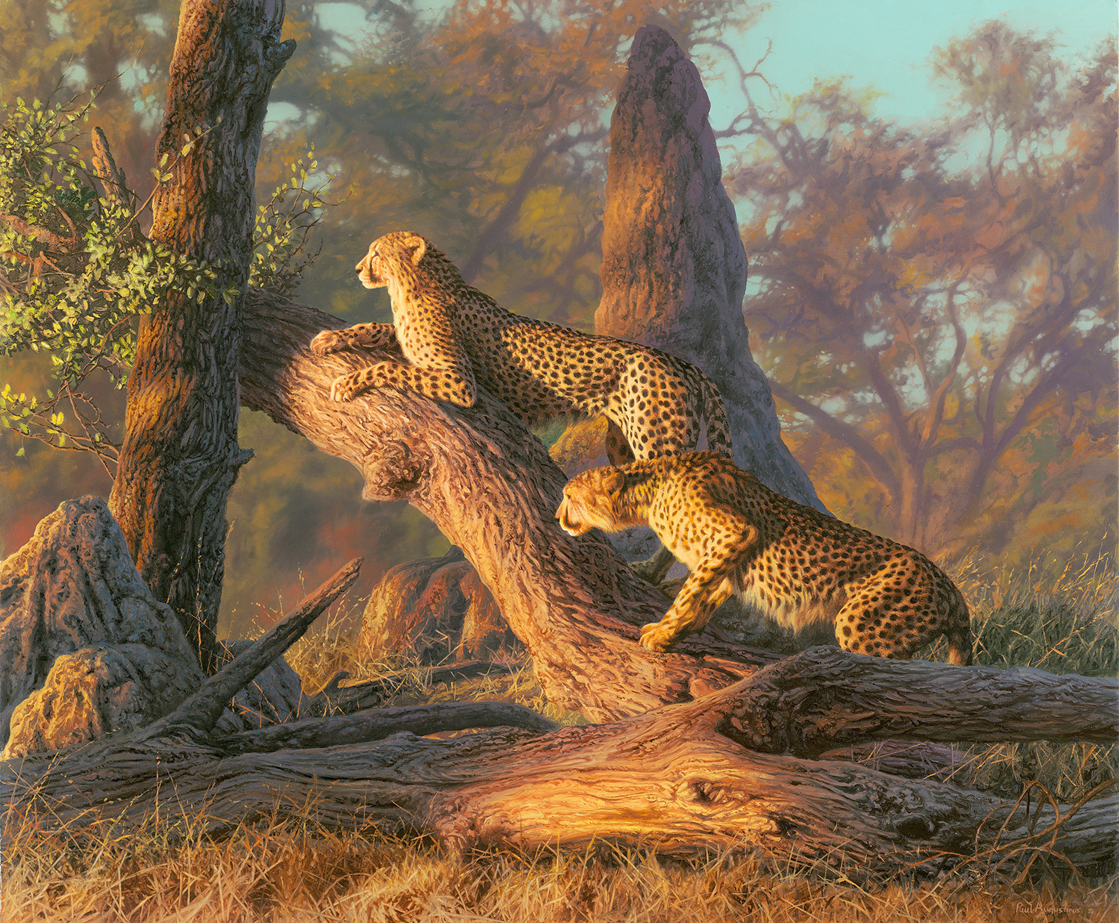 A Paul Augustinus painting of two chhetah embarking on a hunt in the Linyanti area of Northern Botswana