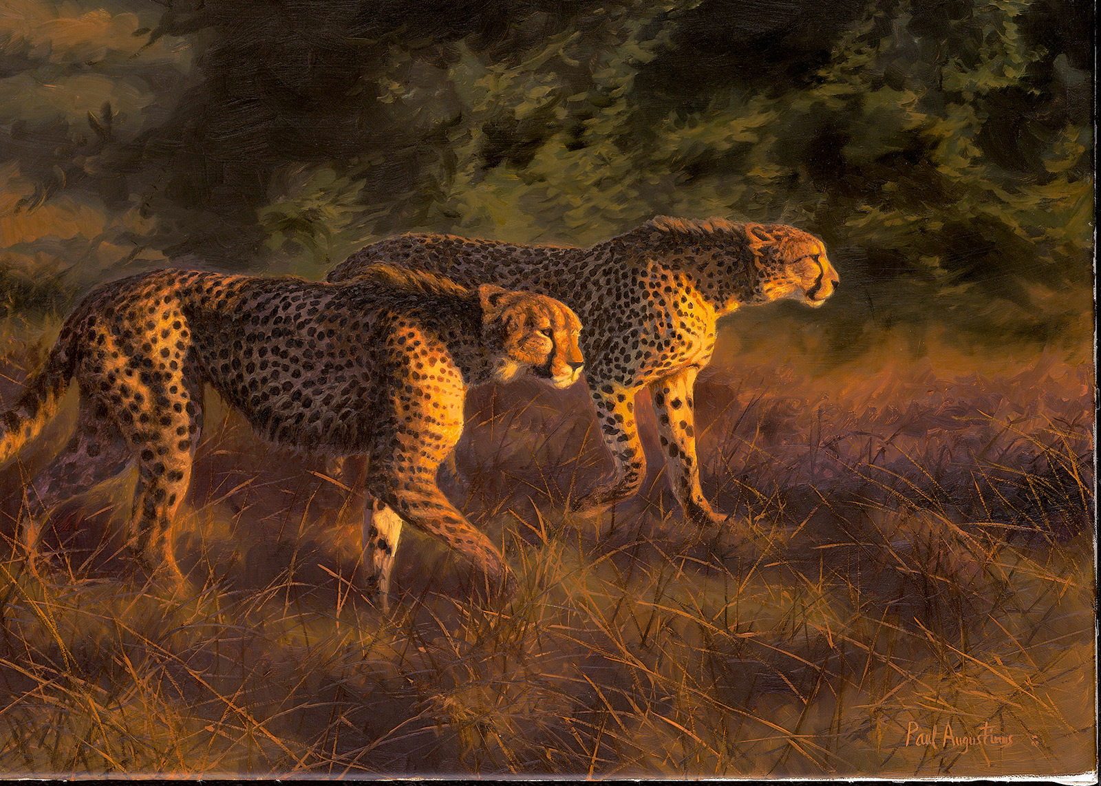 A Paul Augustinus painting of two cheetah hunting in evening light in the Chitabe area of the Okavango in Botswana