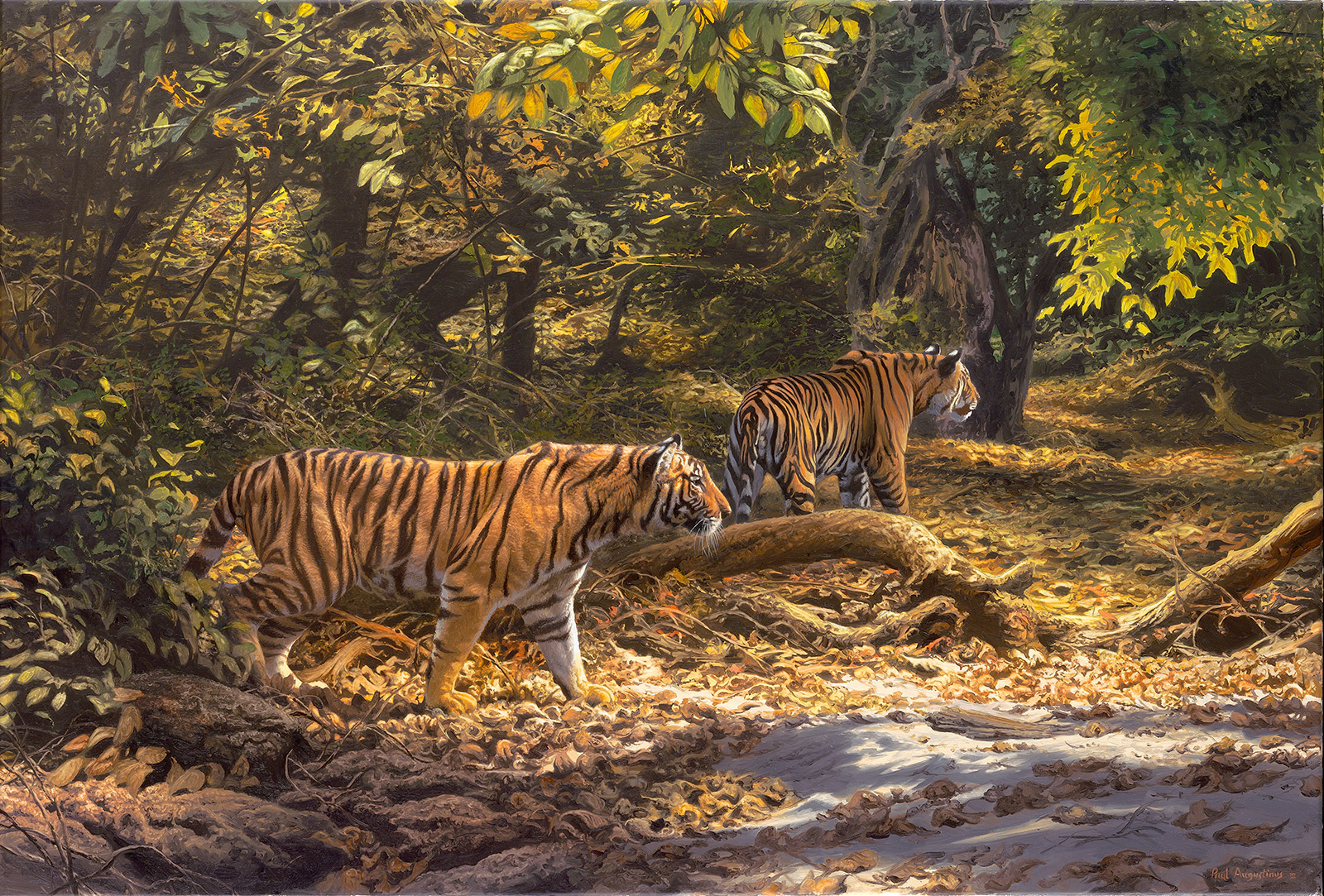 A Paul Augustinus painting of two tigers hunting along a sand river bed in Bandhavgarh National Park in India 