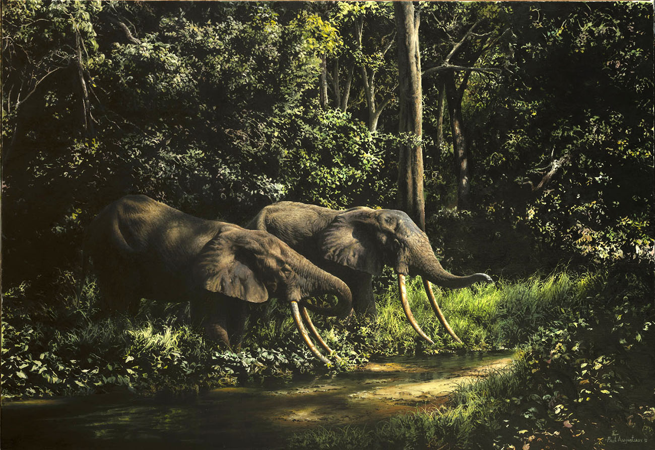  A Paul Augustinus painting of two forest elephants with very large tusks drinking in a rainforestglade in a pool of sunlight. 