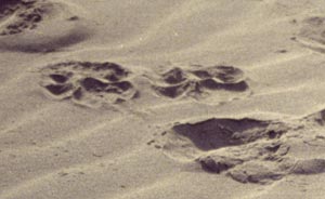 A Paul Augustinus image of the lion tracks on a Namib sand dune 