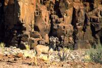 An image of a kudu in a rocky riverbed with red sandstone outcrops in the background. 