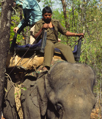 A Bandhavgarh mahout on top of his elephant in India
