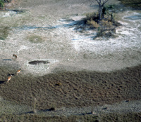 An aerial view of a calcrete center to an Okavango island in Botswana