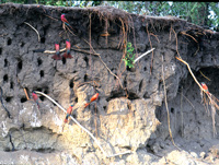 Carmine bee eaters at their Shakawe colony in Botswana
