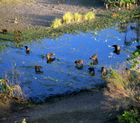 An aerial view of buffalo crossing a pool in an inlet extending into Chief's Island in the Okavango, Botswana