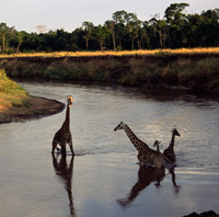 A group of giraffe cross the Mara River in the Triangle in Menya