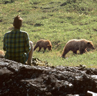 Paul Augustinus watches brown bears feeding on the tundra on a high mountain ridge in Alaska