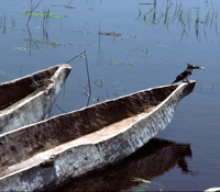 A kingfisher sits on an old Okavango dugout canoe in the Okavango, Botswana