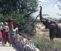 Spectators watch an elephant browse from a tree a short distance from where they are standing at Okaukuejo in Etosha National Park, Namibia