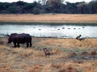  Wild dogs and a white rhino on the Gomoti floodplain just south of Moremi in the Okavango, Botswana
