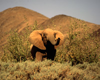 An alert Hoanib desert elephant in Namibia