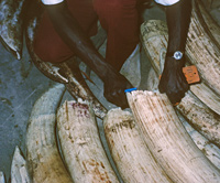 Tusks from elephants shot in Botswana are on the floor of a shed and being examined by an official in the Chobe District