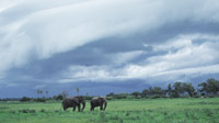  Two elephants on a plain with thunder clouds in the background in the Kalahari, Botswana
