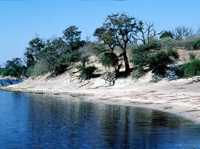 A view of the Kolwezi lookout over the Chobe River in Botswana