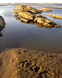 Lion tracks on the mud banks of the Kunene River in Northern Namibia