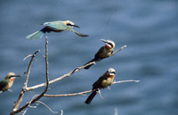 Little bee eaters on a branch near their nesting colony at Shakawe, in the Okavango, Botswana