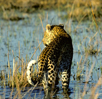 An Okavango leopard walks through the shallows of an Okavango floodplain in Botswana
