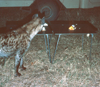 A hyena investigates Paul Augustinus camp in the Mababe in Chobe National Park in Botswana
