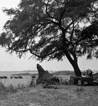 One of the West leaning anthills next to the floodplains of the Zambezi in Zimbabwe