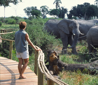 A guest watches elephants at Mombo Camp in Botswana