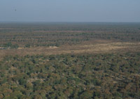 An aerial view of the mopane forests of Botswana