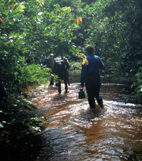 Clarissa Augustinus following a Benjele guide as she and Paul Augustinus search the Ndoki Forest in Congo for elusive bongo antelope