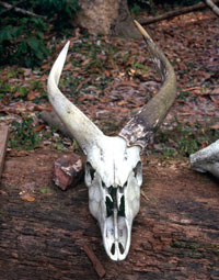 A bongo skull found in the Ndoki forest in Congo