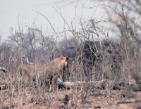 A lion watches an elephant in the drab mid day light of a sun that is overhaead. Chobe National Park, Botswana