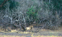 A lion at the edge of a dense Okavango island in the Okavango, Botswana