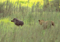 A lioness chases a warthog across an Okavango Floodplain in Botswana