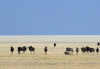Plains game gathering on the flat salt plain where Okondeka waterhole is located, Namibia