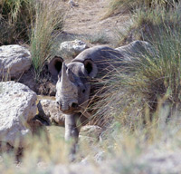 A black rhino at Okondeka spring in the Etosha National Park in Namibia