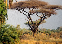 A perfectly proportioned acacia tree in the Okavango, Botswan.
