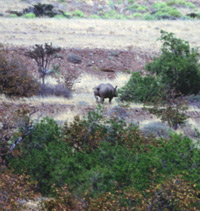 A glimpsed sighting of a black rhino in the Kaokoveld, Namibia