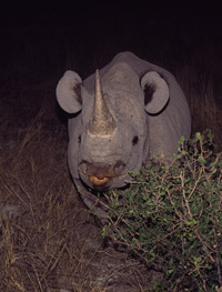 A rhino approaches camp in the dead of night in Damaraland, Namibia
