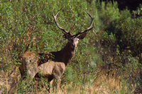 A red deer on the Spanish estate in spain. This one had great antlers.